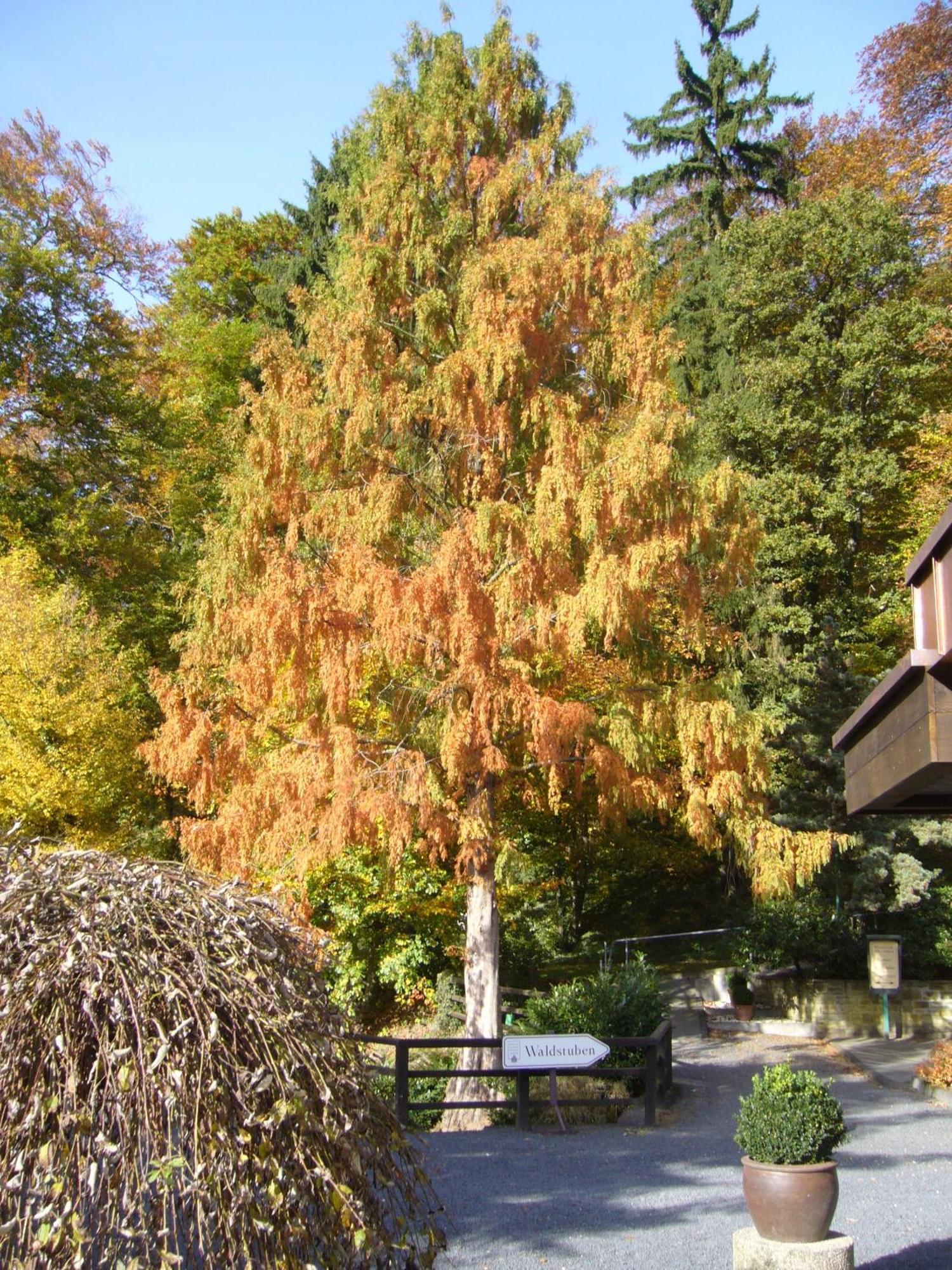 Hotel Romantik Waldhotel Mangold 4*